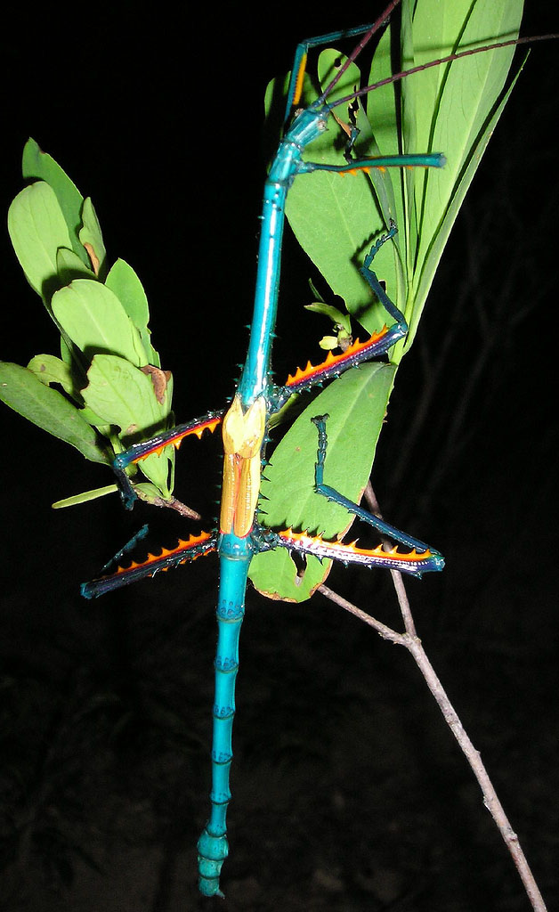 【fallax】什么意思_英语fallax的翻译_音标_读音_用法_例句_在线翻译_有道词典