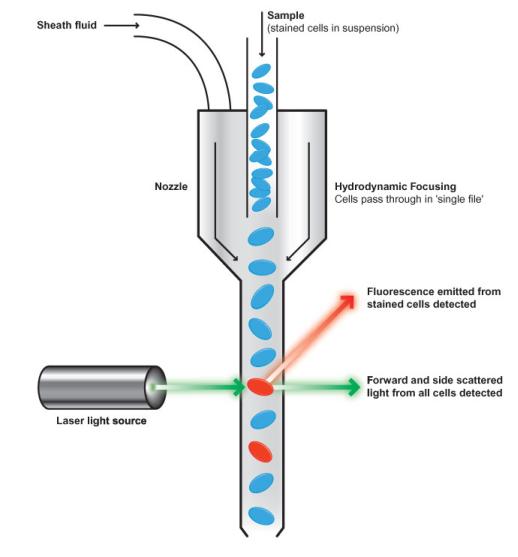 【flowcytometry】什么意思英语flowcytometry的翻译音标读音用法例句在线翻译有道词典 9673