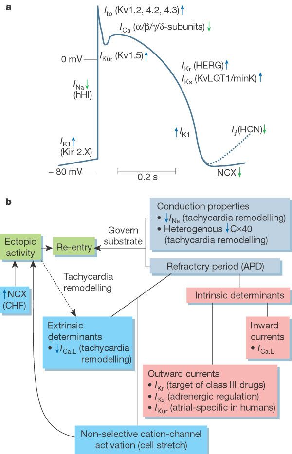 refractory period