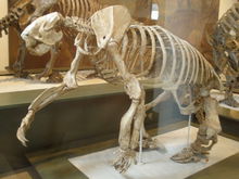 巨爪地懒骨骼化石