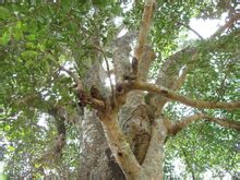 巴西苏木树