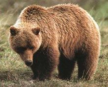 科迪亚克棕熊