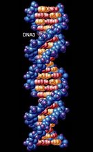 DNA双螺旋