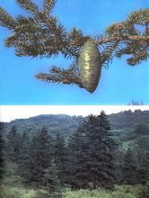 大果青扦 大果青扦