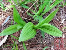长梗藜芦 长梗藜芦