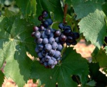 Cinsaut葡萄 Cinsaut葡萄