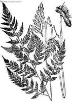 大叶骨碎补 大叶骨碎补