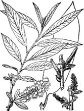 川三蕊柳 川三蕊柳